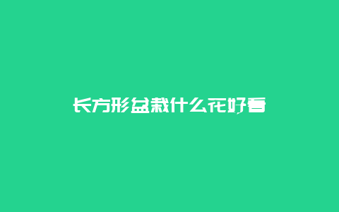 长方形盆栽什么花好看