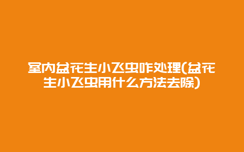 室内盆花生小飞虫咋处理(盆花生小飞虫用什么方法去除)