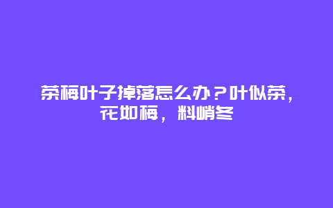 茶梅叶子掉落怎么办？叶似茶，花如梅，料峭冬