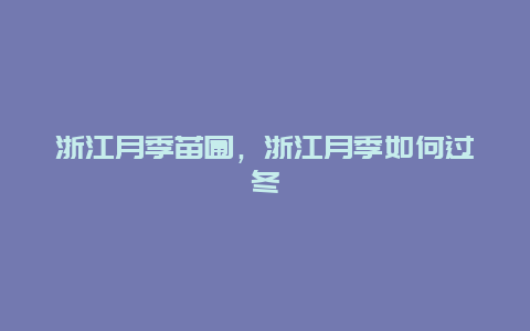 浙江月季苗圃，浙江月季如何过冬