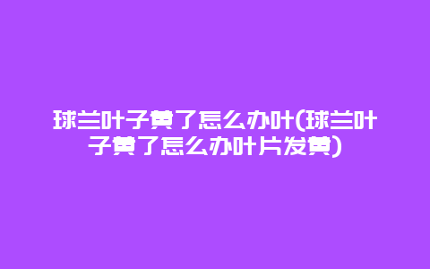 球兰叶子黄了怎么办叶(球兰叶子黄了怎么办叶片发黄)