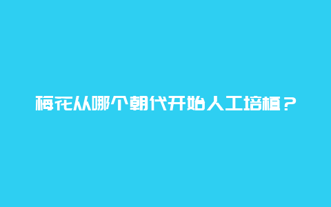 梅花从哪个朝代开始人工培植？