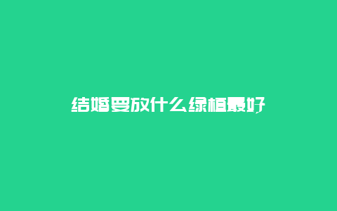 结婚要放什么绿植最好