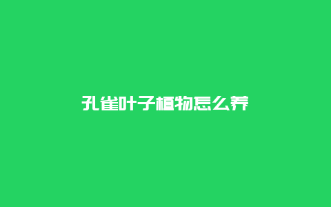 孔雀叶子植物怎么养