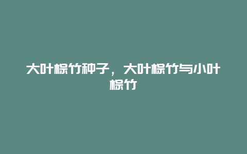 大叶棕竹种子，大叶棕竹与小叶棕竹