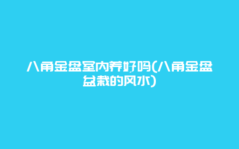 八角金盘室内养好吗(八角金盘盆栽的风水)