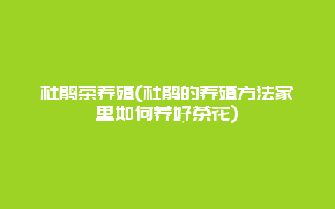 杜鹃茶养殖(杜鹃的养殖方法家里如何养好茶花)