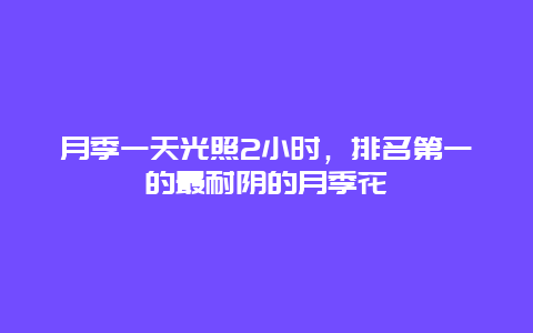 月季一天光照2小时，排名第一的最耐阴的月季花