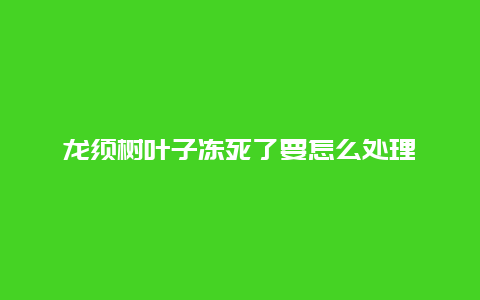 龙须树叶子冻死了要怎么处理