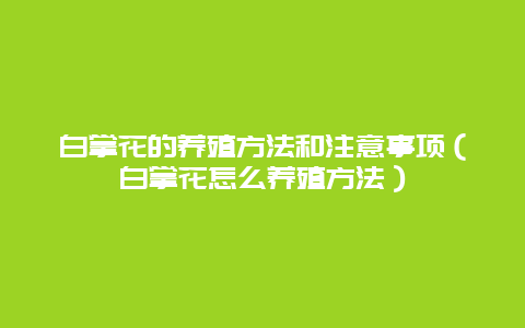 白掌花的养殖方法和注意事项（白掌花怎么养殖方法）