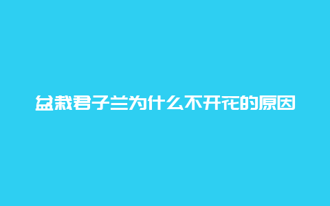 盆栽君子兰为什么不开花的原因