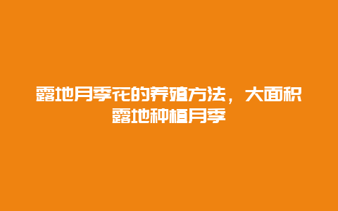 露地月季花的养殖方法，大面积露地种植月季