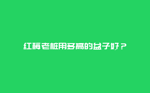 红梅老桩用多高的盆子好？