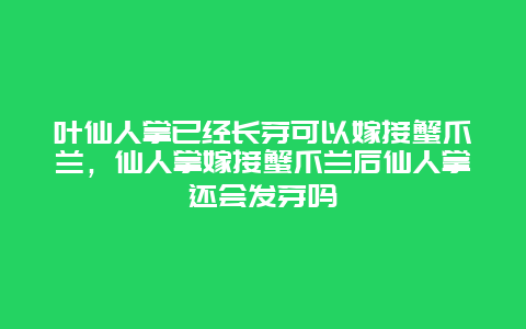 叶仙人掌已经长芽可以嫁接蟹爪兰，仙人掌嫁接蟹爪兰后仙人掌还会发芽吗