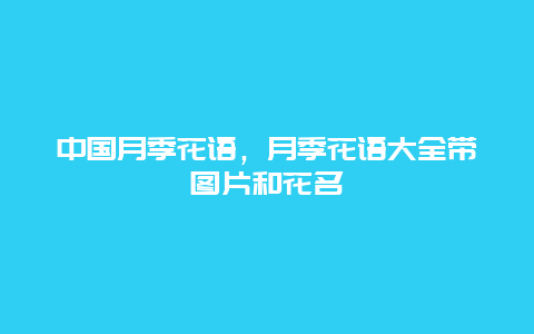 中国月季花语，月季花语大全带图片和花名