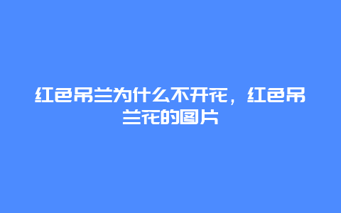 红色吊兰为什么不开花，红色吊兰花的图片