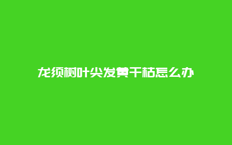 龙须树叶尖发黄干枯怎么办