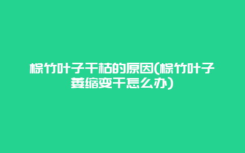 棕竹叶子干枯的原因(棕竹叶子萎缩变干怎么办)