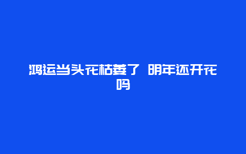 鸿运当头花枯萎了 明年还开花吗