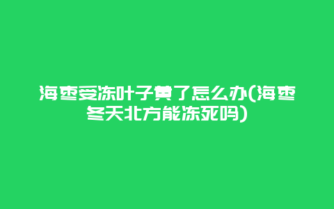 海枣受冻叶子黄了怎么办(海枣冬天北方能冻死吗)