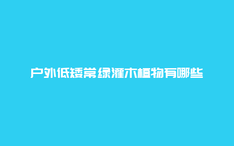 户外低矮常绿灌木植物有哪些