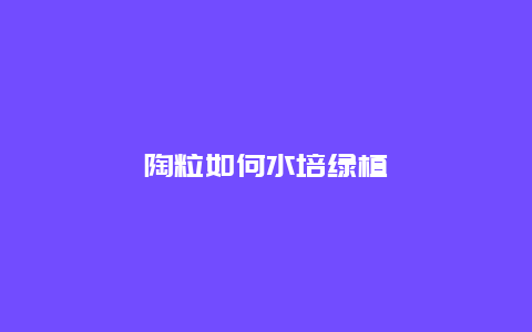 陶粒如何水培绿植