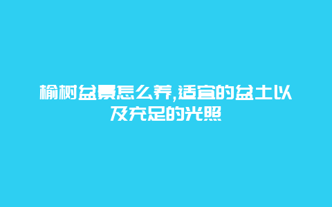 榆树盆景怎么养,适宜的盆土以及充足的光照