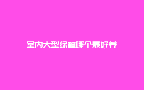 室内大型绿植哪个最好养