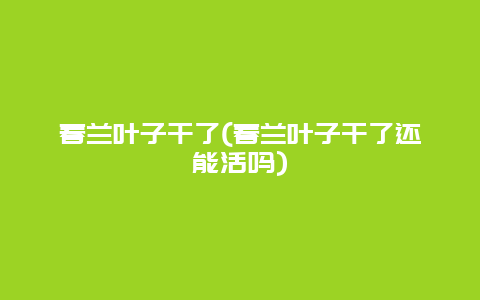 春兰叶子干了(春兰叶子干了还能活吗)