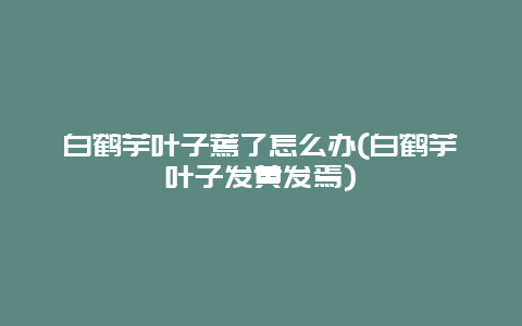 白鹤芋叶子蔫了怎么办(白鹤芋叶子发黄发焉)