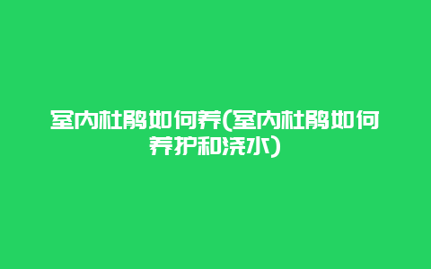 室内杜鹃如何养(室内杜鹃如何养护和浇水)