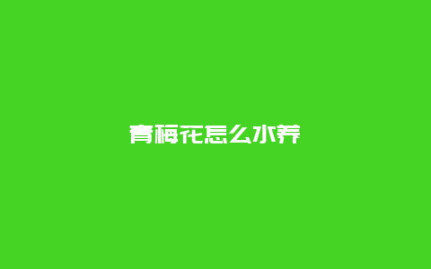 青梅花怎么水养