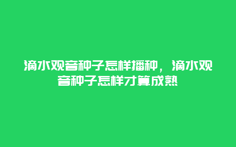 滴水观音种子怎样播种，滴水观音种子怎样才算成熟