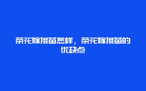 茶花嫁接苗怎样，茶花嫁接苗的优缺点