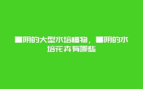 喜阴的大型水培植物，喜阴的水培花卉有哪些