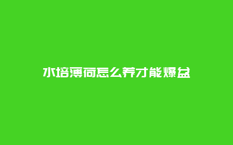 水培薄荷怎么养才能爆盆