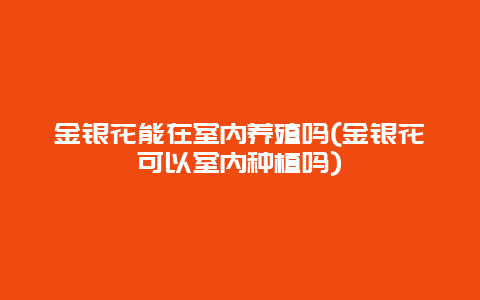 金银花能在室内养殖吗(金银花可以室内种植吗)