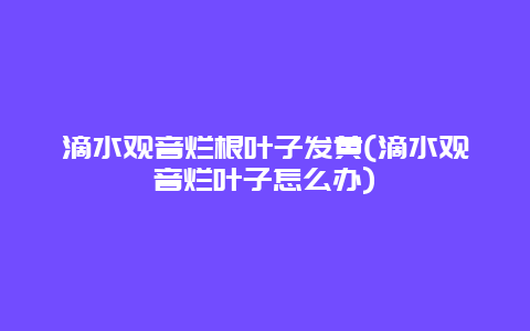 滴水观音烂根叶子发黄(滴水观音烂叶子怎么办)