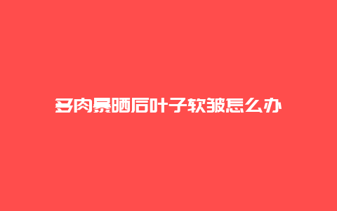 多肉暴晒后叶子软皱怎么办