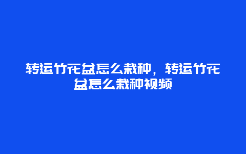 转运竹花盆怎么栽种，转运竹花盆怎么栽种视频