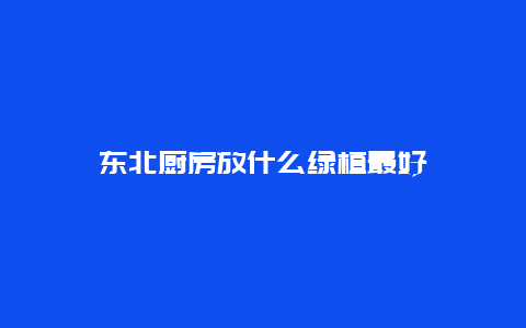 东北厨房放什么绿植最好