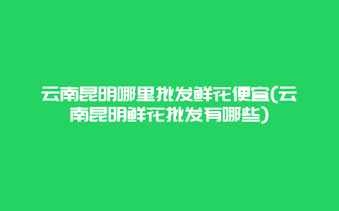 云南昆明哪里批发鲜花便宜(云南昆明鲜花批发有哪些)