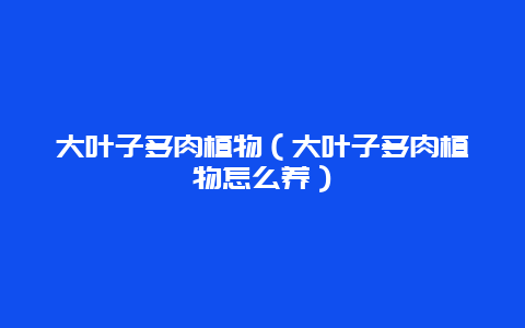 大叶子多肉植物（大叶子多肉植物怎么养）