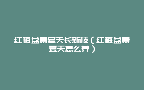 红梅盆景夏天长新枝（红梅盆景夏天怎么养）