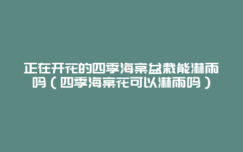 正在开花的四季海棠盆栽能淋雨吗（四季海棠花可以淋雨吗）