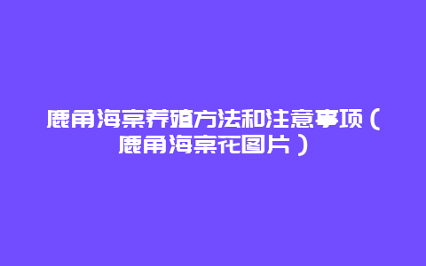 鹿角海棠养殖方法和注意事项（鹿角海棠花图片）