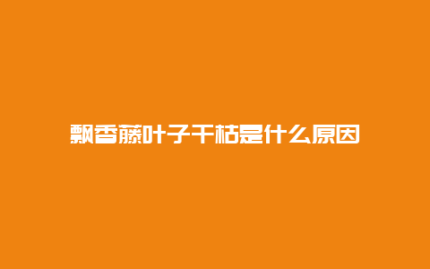 飘香藤叶子干枯是什么原因