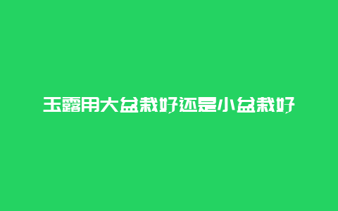 玉露用大盆栽好还是小盆栽好