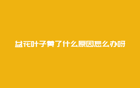 盆花叶子黄了什么原因怎么办呀