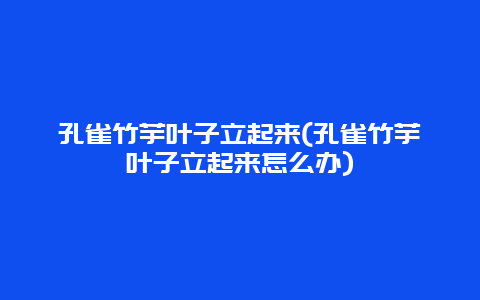 孔雀竹芋叶子立起来(孔雀竹芋叶子立起来怎么办)